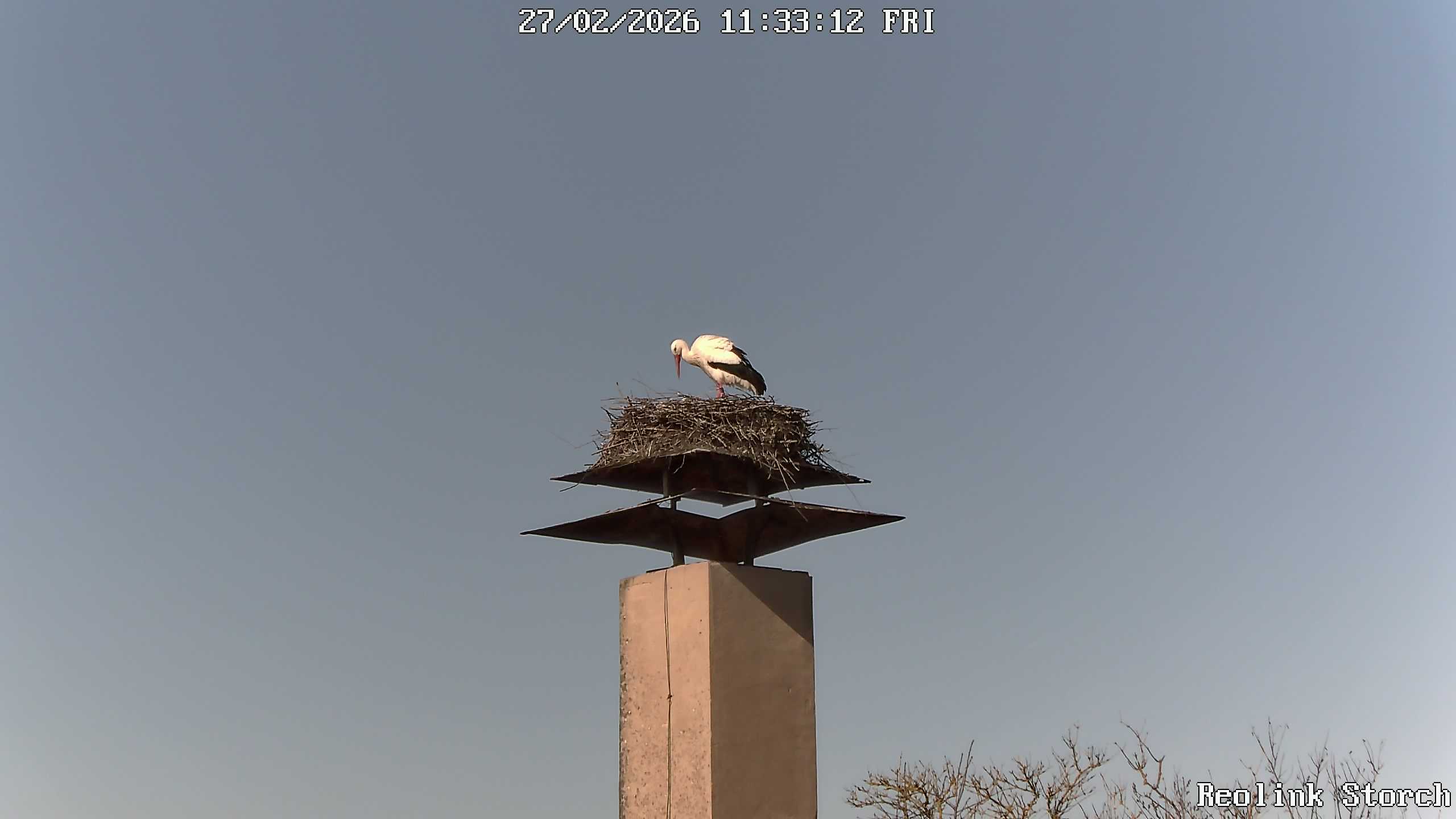 Storchencam Bild